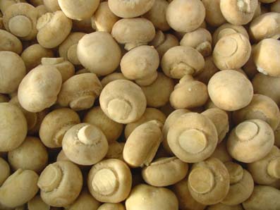 mushrooms12