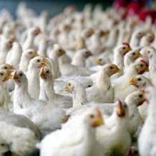 Poultry production