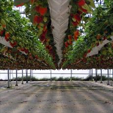 Paper grown strawberries