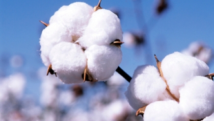 Internship report reviews the different varieties of cotton
