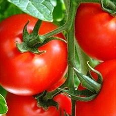 Tomato varieties and cultivation methods