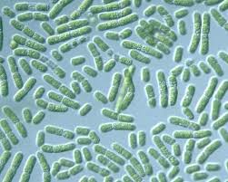Cyanobacterial toxins article