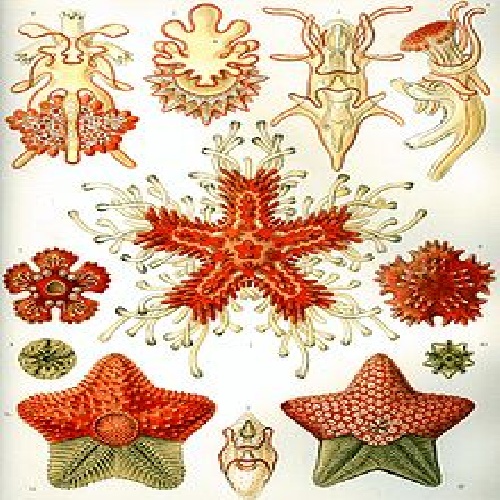 Research echinoderms