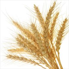 Thorough investigation of wheat