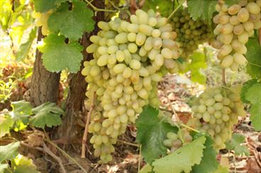 Paper growing grapes and raisins in Iran and other countries.
