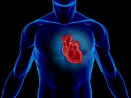 Article is to investigate the heart