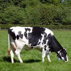 Dairy cattle breeding plan