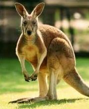 Kangaroo Research