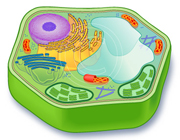 Plant cell Research