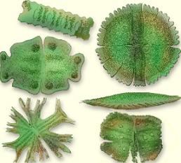 Research about the types of algae