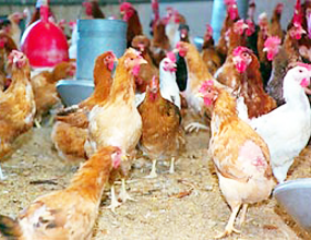 Article poultry diseases