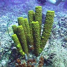 Research on sponges (Pvryfra)
