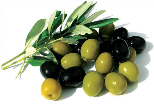 Review of studies on olive diseases in Iran
