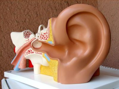 دانلود پاورپوینت آناتومی و فیزیولوژی گوش داخلی Anatomy and physiology of the inner ear